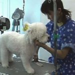 Becoming a Dog Groomer