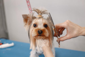 Dog Grooming Schools